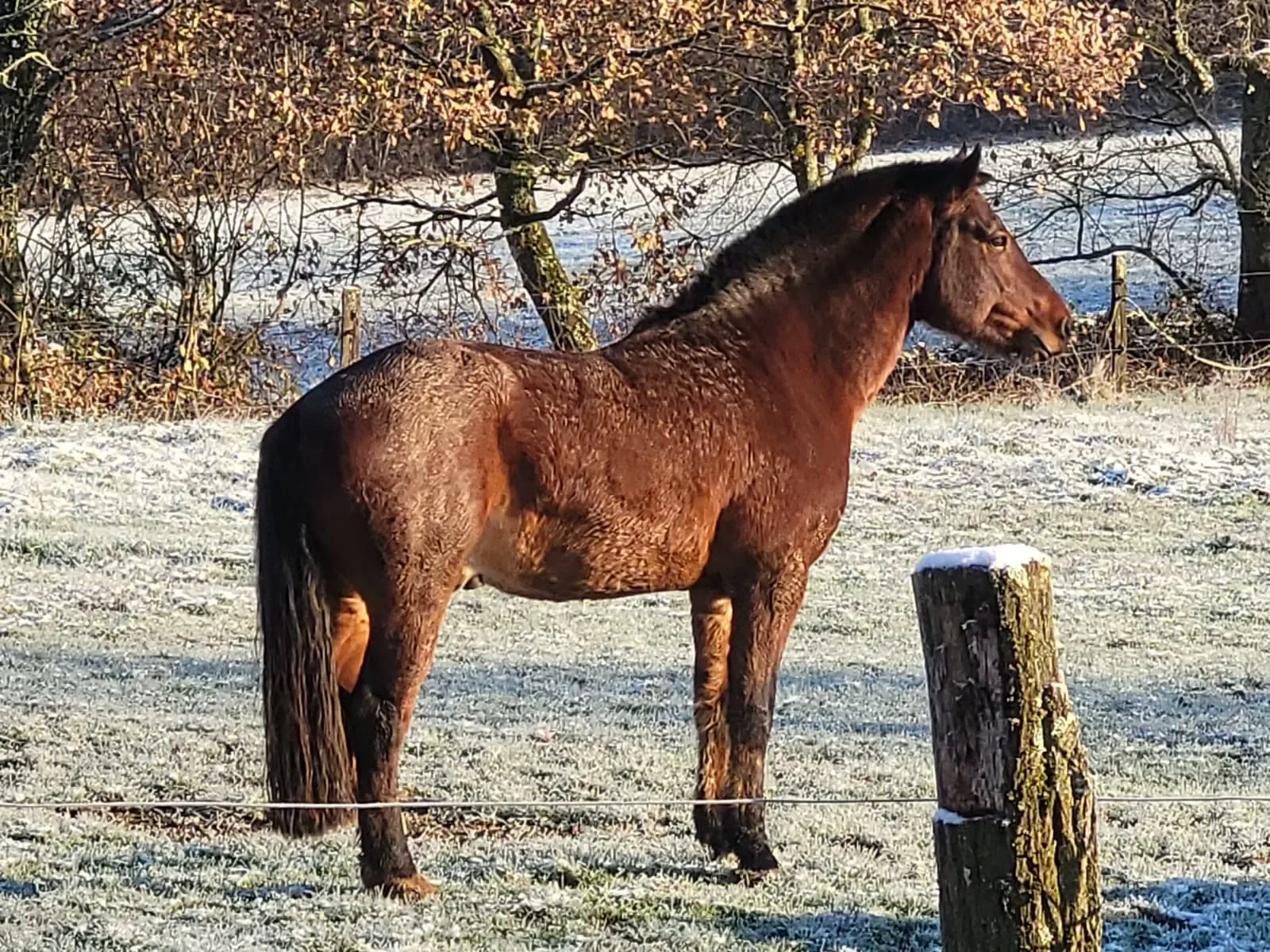 Nazar mit Winterfell
